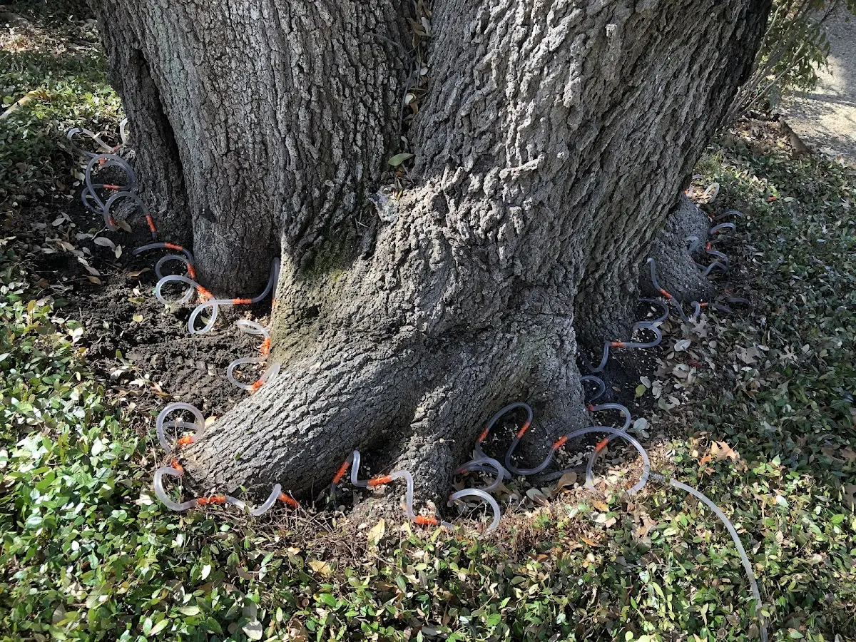 Detailed Tree Cabling and Bracing job site in Platter